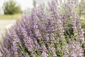 Obraz premium Bush of flowering desert sage