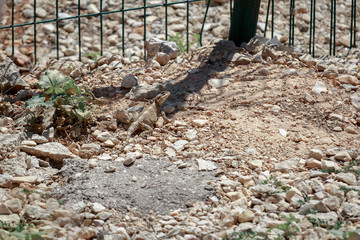 Cute stellio lizard near fence