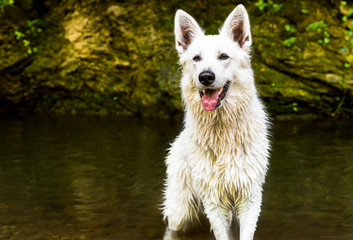White Swiss Shepherd wet after swimming in the lake.