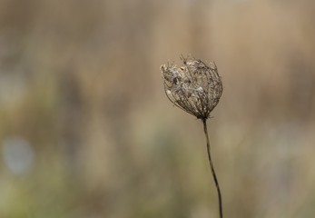 Dry plant photographed in winter.