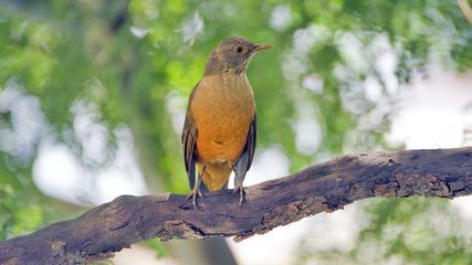 Rufous-bellied thrush, bird symbol of Brazil