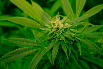 CALIFORNIA DREAMING MEDICAL MARIJUANA  