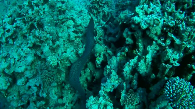 Giant Moray - Gymnothorax javanicus swims over a coral bottom (top view)
