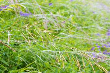 Rain drops on grass,  nature background.