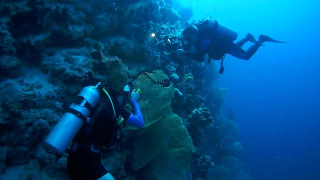  Underwater photographer and cameraman shoot gorgonian seafan - Gorgonia flabellum
