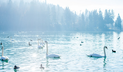 beautiful winter foggy lake with swans