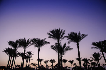 Obraz premium night in paradise palm arab style egypt tropical location palm