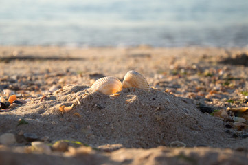 Summer beach. Two seashells on a sand