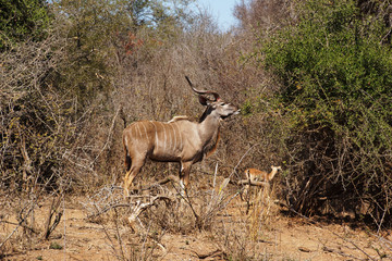 male of the Greater kudu