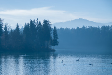 dark cold foggy lake with swans