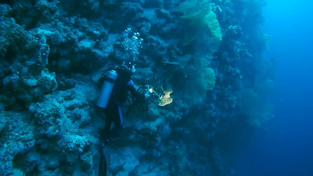  Underwater operator removed gorgonian seafan - Gorgonia flabellum
