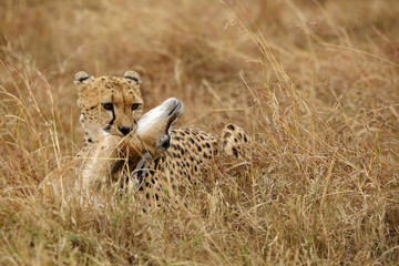 Cheetah with kill, Masai Mara