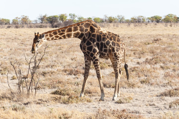Naklejka na ściany i meble Giraffe - Etosha Safari Park in Namibia