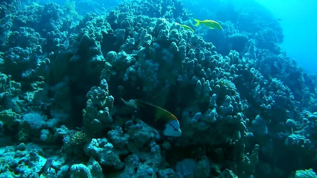 Broomtail Wrasse - Cheilinus lunulatus swims near coral reef
