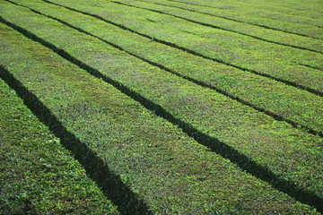 Tea plantation Azores highlands, Portugal