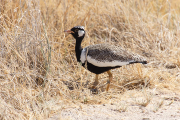 Northern Black Korhaan - Etosha Safari Park in Namibia
