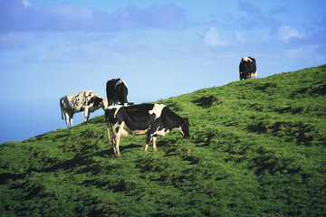 Cows grazing on a green field.Azores Islands, Portugal