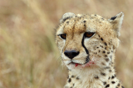Cheetah portrait, Masai Mara