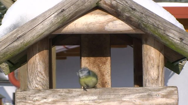 Eine Blaumeise kommt ins Vogelh&auml;uschen und trinkt von den Schmelzwassertropfen (Totale)