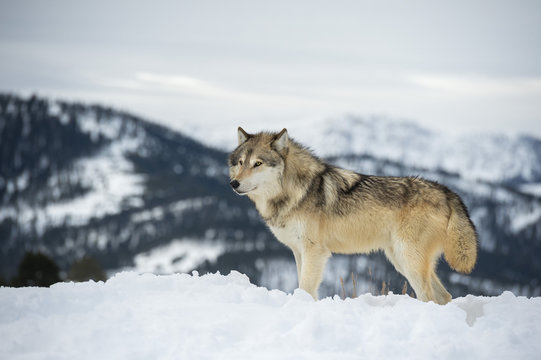 Grey wolf (timber wolf) (Canis lupis), Montana