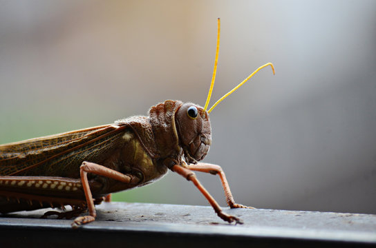 Saltamontes en primer plano