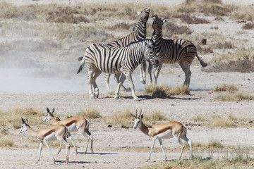 Fototapeta na wymiar Zebra Fight - Etosha, Namibia