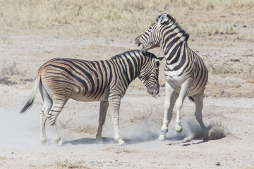 Fototapeta na wymiar Zebra Fight - Etosha, Namibia