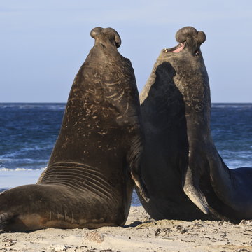 Two southern elephant seal (Mirounga leonina) bulls rear up to establish dominance, Sea Lion Island, Falkland Islands