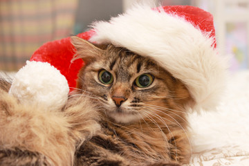 the cat is in the Christmas cap