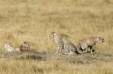 Cheetah family resting at Masai Mara
