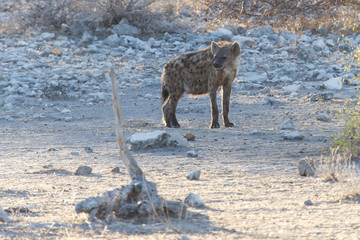 Hyena - Etosha Safari Park in Namibia