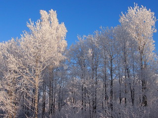 деревья в зимних снежных шубах на фоне голубого холодного неба