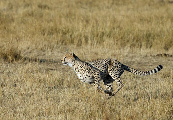 Mussiara Cheetah, Masai Mara