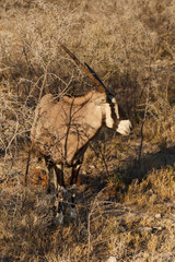 Oryx - Etosha Safari Park in Namibia