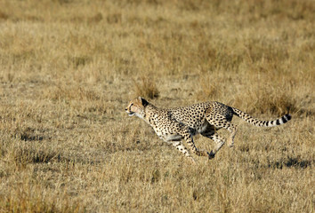 Mussiara Cheetah at full sprint while hunting wildebeest, Masai Mara