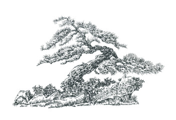 Маленькая сосна бонсай © ozrolf