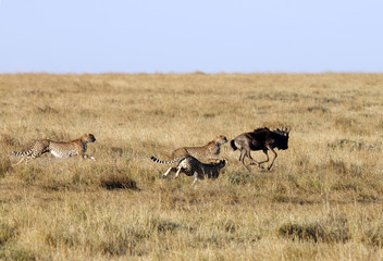 Naklejka na ściany i meble Mussiara Cheetah and cubs hunting wildebeest, Masai Mara 