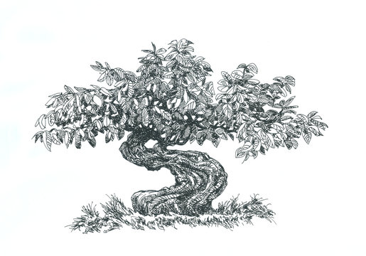 Bonsai mini tree.