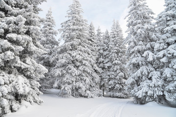 Winter forest landscape with frozen trees covered by snow