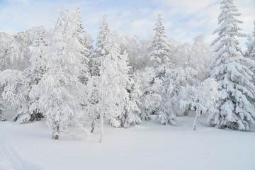 Mountain winter forest landscape with frozen trees covered by snow