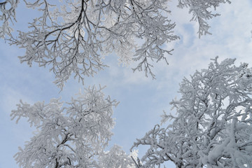 Frozen trees and branches covered by snow. Beautiful white winter landscape. Blue sky at background