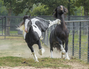 Gypsy horse colts play and rough house