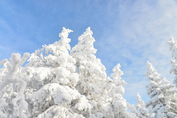 Fir tree tops covered by white snow with blue cloudy sky at background, winter beautiful landscape