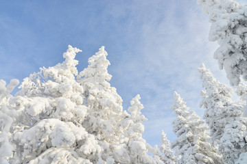 Fir tree tops covered by white snow with blue cloudy sky at background, winter beautiful landscape