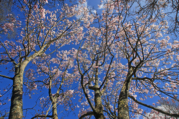 Fototapeta premium Magnolia trees