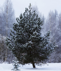Красивая большая сосна тянется к маленькой рядом. Зима, деревья в снегу. © anejka7