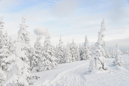 Beautiful winter forest with pine trees covered by snow