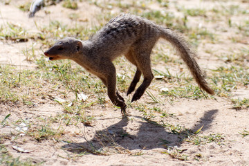 Banded Mongoose - Etosha Safari Park in Namibia