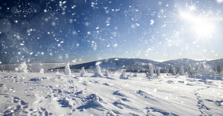 Fototapeta na wymiar Winter landscape with snowy fir trees