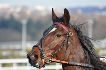 trotteur